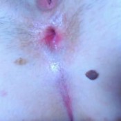 sw and y asshole farting in your face dominion of bleu bleu18