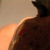 shit, in your face ariel black