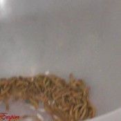 shitting on your family hd princessnikki