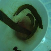 end of period pooping hd bigbootypanties