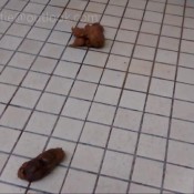 fuck this school!!! hd poopprincesses