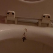 splash back madamedub