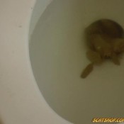 all poop veronica steam