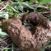 pooping in the woods! scatdesire angelica scat
