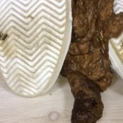 my sneakers all in the shit janet diabolic sigal