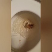 bad boy hd pottyqueen