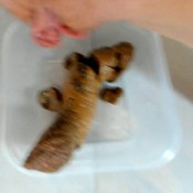 long gorgeous chunk lucybelle