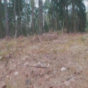 big shit in the woods! amysinclair