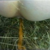 kaviar amateur no.3 -scene 2 sg-video