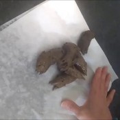 joy angeles june 2017 victoria lavigne7