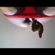 pooping on a glass tablescarlettmarie-glass-table