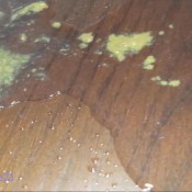 teriyaki poopy!scarlettmarie-teriyaki-poopy