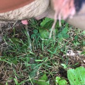 outside peeing hd evakokoro