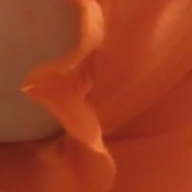 seltoots fart comp march 21