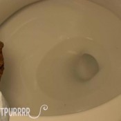 shitting for you vol. 7 makekatpurrrr