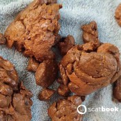 Poop Landing Accident In Plow Pose Kitty Skatt Kitty Klitt