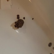 Shit And Piss In Bathtube Amysinclair