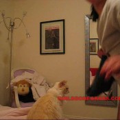 Peteuse Another Lucky Cat