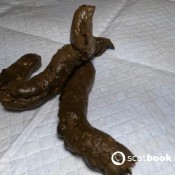 Erotic Poops On The Floor And Ass Worship Classy N Gassy ClassyNgassy