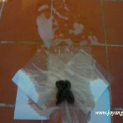 Joy Angeles Newmodel2