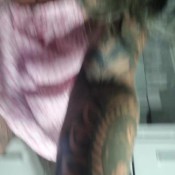 Tattedflapz Pissing My Pads