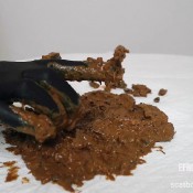 Elladearest Black Bean Poop Ella Dearest