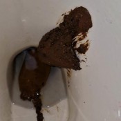 Two Thick Logs Clog Toilet Kitty Skatt Kitty Klitt