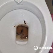 Kittyskatt Extreme Poop Stacking 2 Kitty Klitt