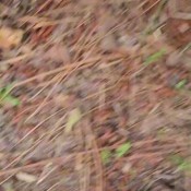 Urprincessluna Outside PrincessBabyLuna