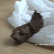 Ana Didovic Pussy And Poo