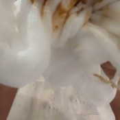 Iamkapri Raffle Winner All White Scat Custom Vid Kapri Styles