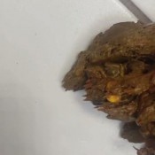 Elurasavage Sky High Heels Poop