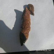 Naturalscatgirls - Sally The Best Teen Pooper On The Planet