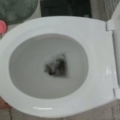 Ladyscarlet Do You Want To Be My Toilet - Vuoi Essere Il Mio Cesso