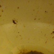 Dirty Lesbians Thanksgiving Still Giving Wet Fast Shit Splat Toilet Splatter Tour