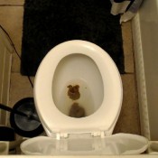 Dirty Lesbians Rushed It Right Outmcd