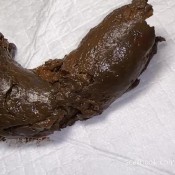 Noisy 12 Oz Shit Pulsiferpaprocki Pulsifer Paprocki