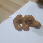 Sweet_lily_84 Scat 227 Sweet Lily