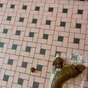 Arabscatgoddess Well Arnt You Lucky Goddess Couldnt Hold It In Anymore So You Get Your Dinner Early Miss Minxxx